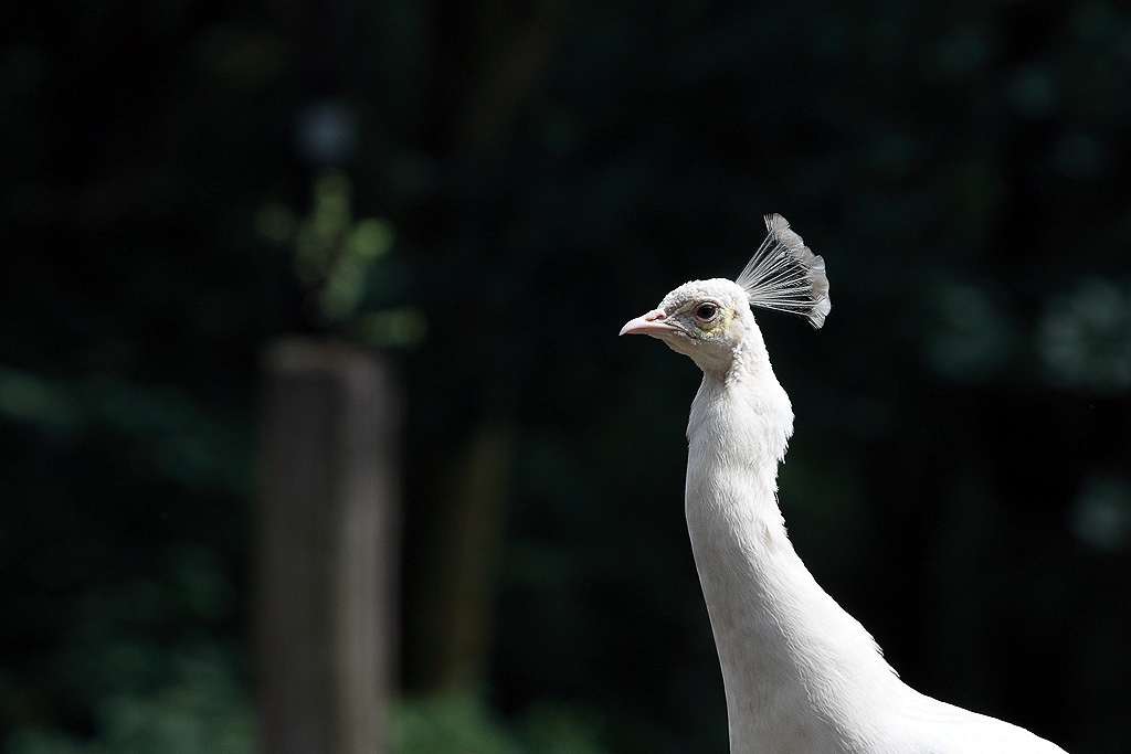 Canon EOS 450D -
