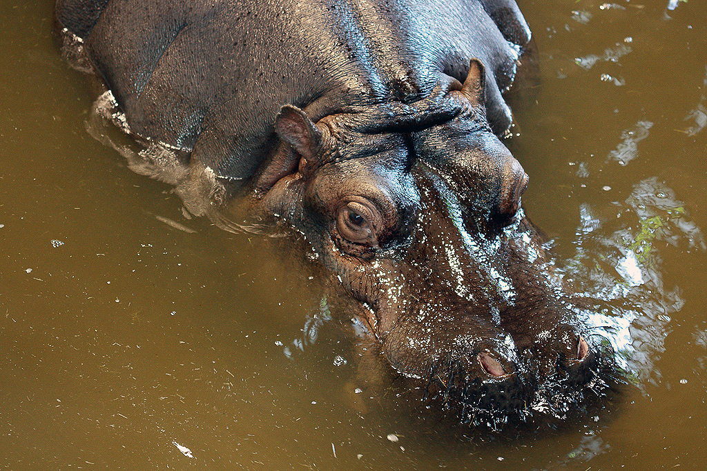 Canon EOS 450D -